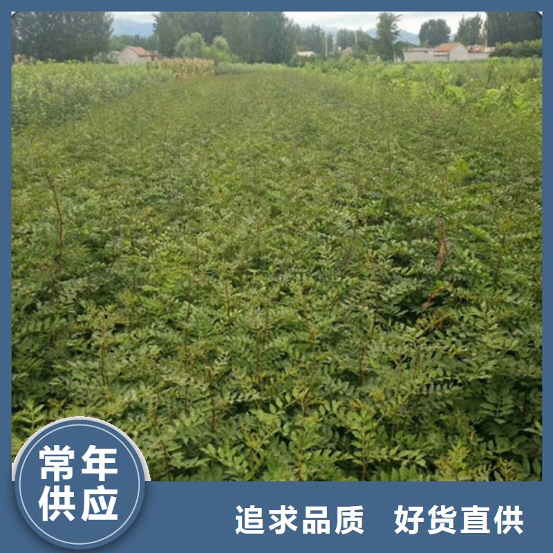 花椒苗板栗苗检验发货