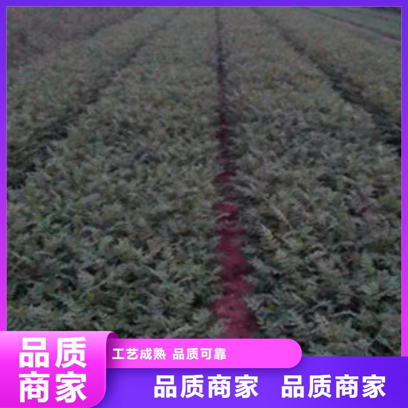 花椒苗_桃树苗联系厂家