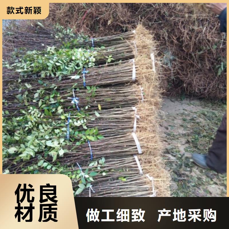 花椒苗板栗苗质量优选