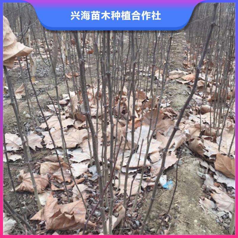 【花椒苗板栗苗现货销售】