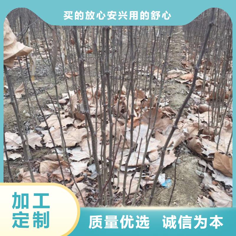 花椒苗苹果苗源厂供货