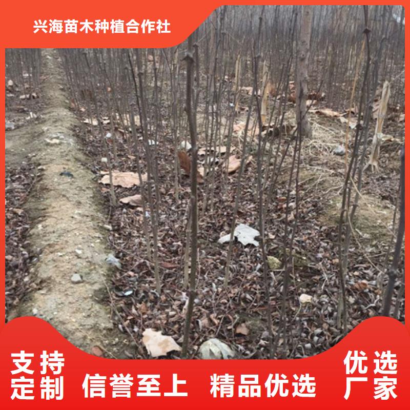 花椒苗_桃树苗联系厂家