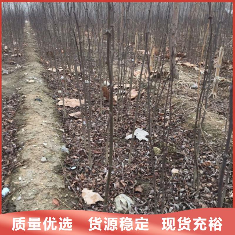 花椒苗_桃树苗联系厂家