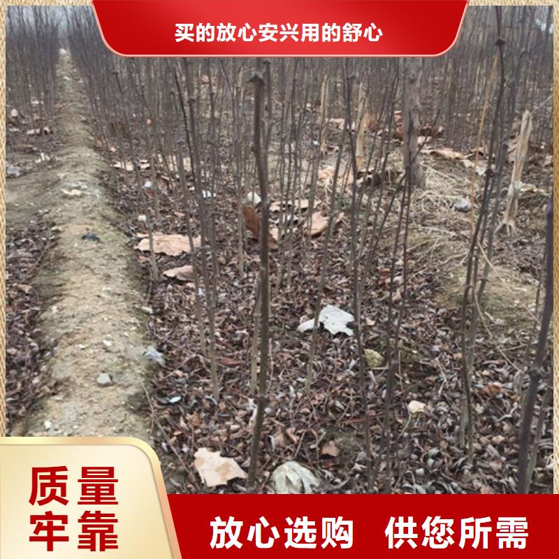 花椒苗苹果苗定制零售批发