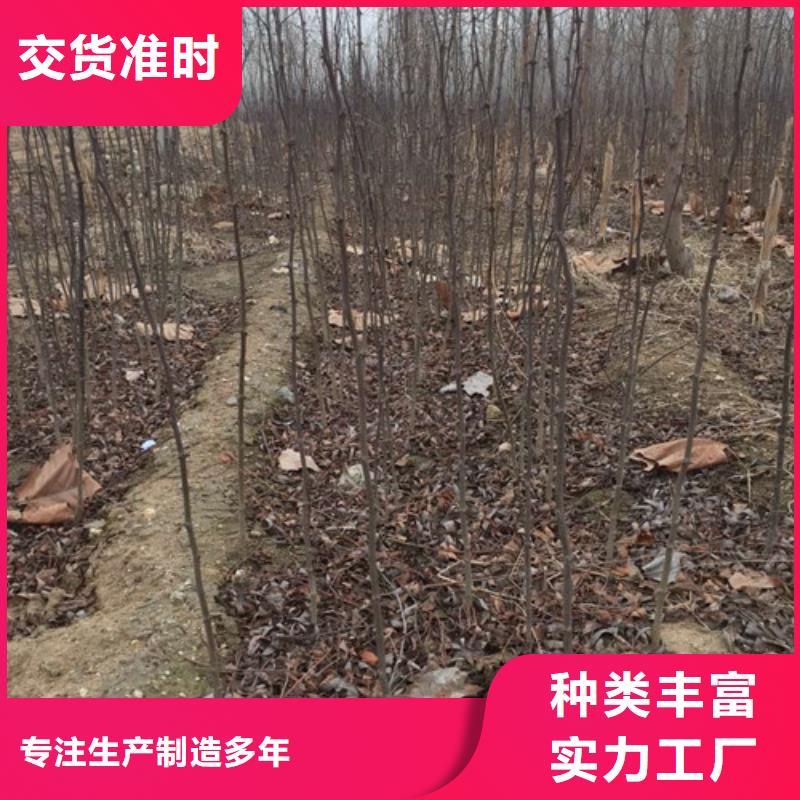 花椒苗苹果苗定制零售批发