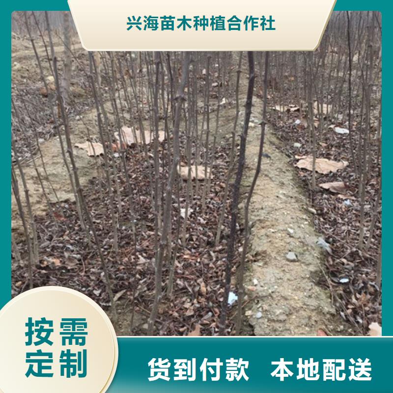 【花椒苗板栗苗现货销售】