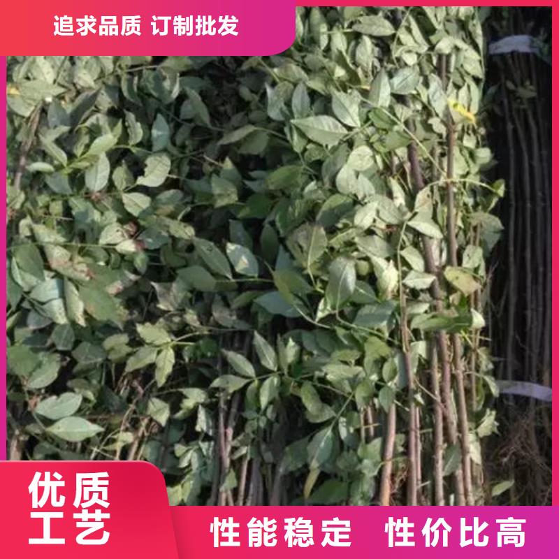 花椒苗,蓝莓苗常年供应