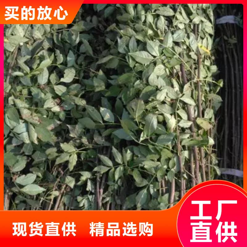 花椒苗板栗苗贴心服务