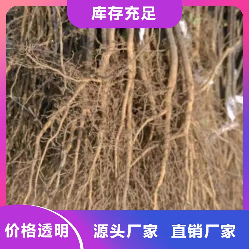 花椒苗板栗苗贴心服务