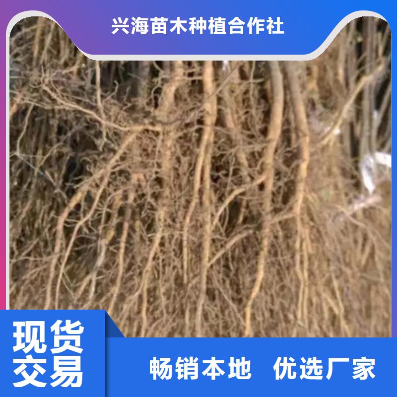 花椒苗质量好