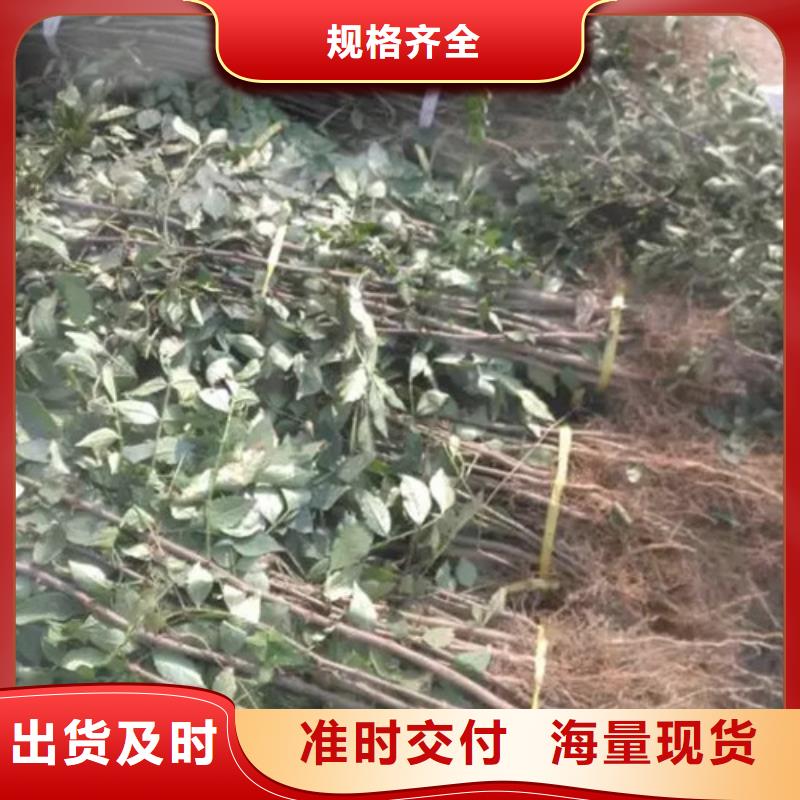 花椒苗板栗苗检验发货