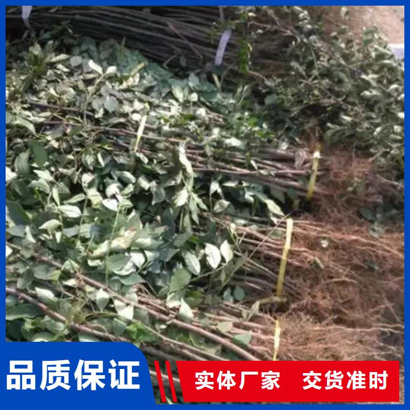 花椒苗板栗苗贴心服务