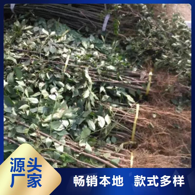 花椒苗【山楂苗】实力厂家直销