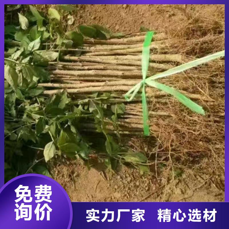 花椒苗_桃树苗联系厂家