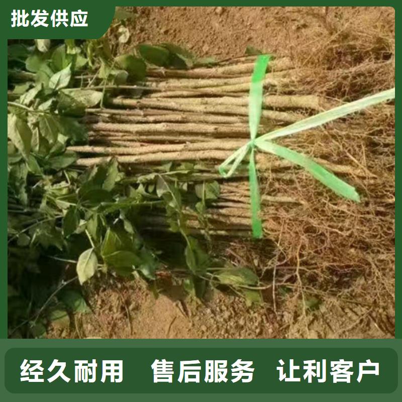 花椒苗_桃树苗联系厂家