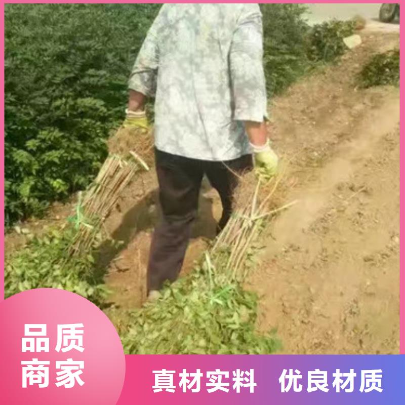 花椒苗质量好