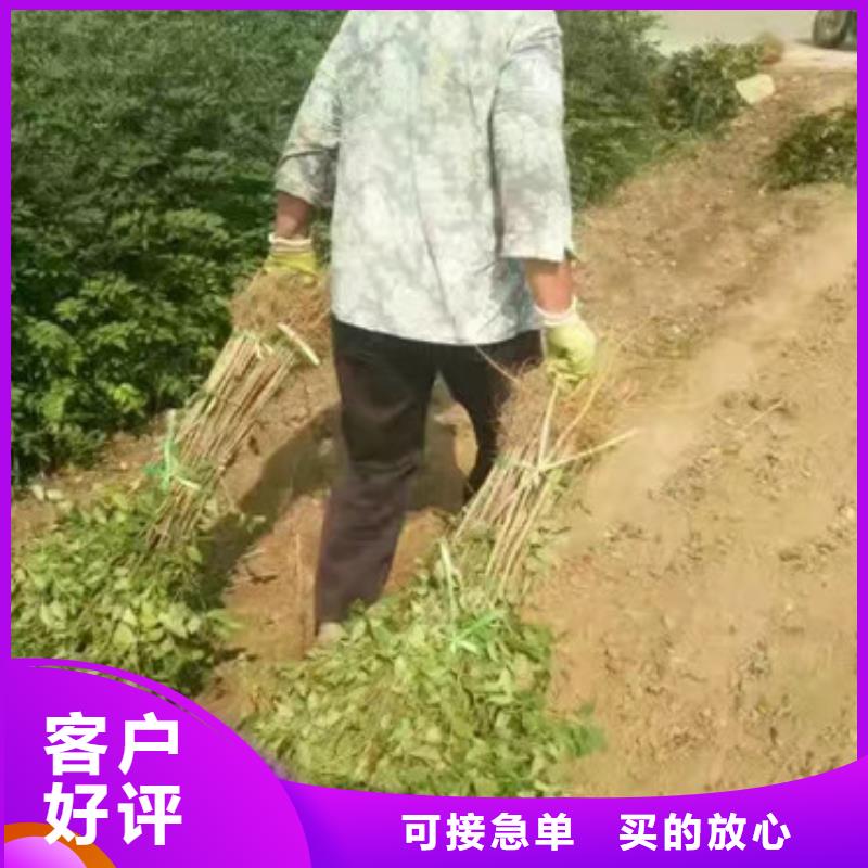 花椒苗_桃树苗联系厂家