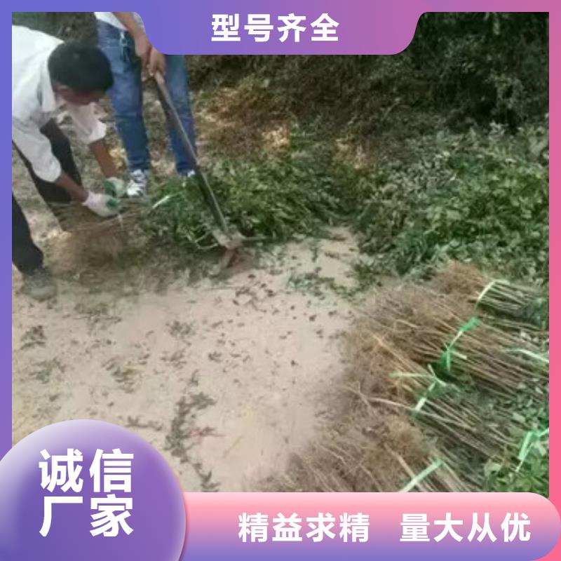 花椒苗,蓝莓苗货源直供