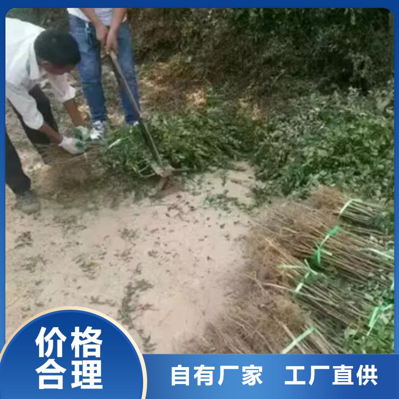花椒苗板栗苗贴心服务