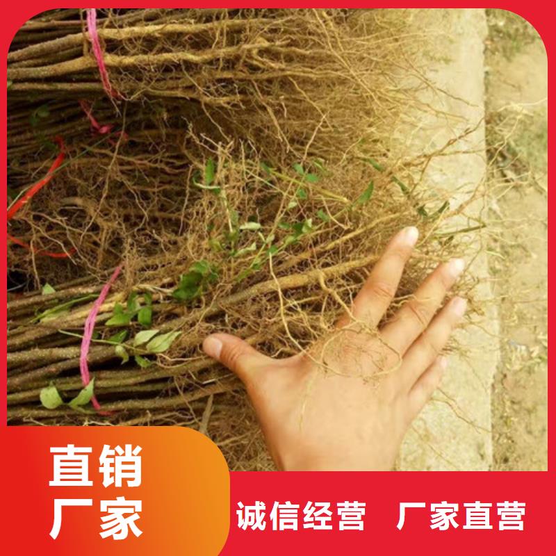 花椒苗苹果苗定制零售批发