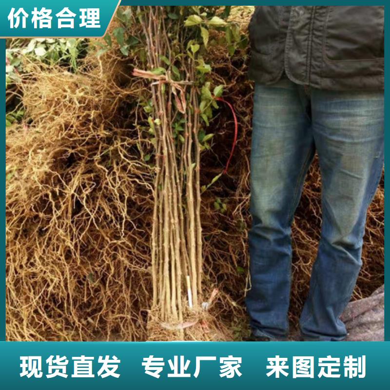 花椒苗板栗苗质量优选
