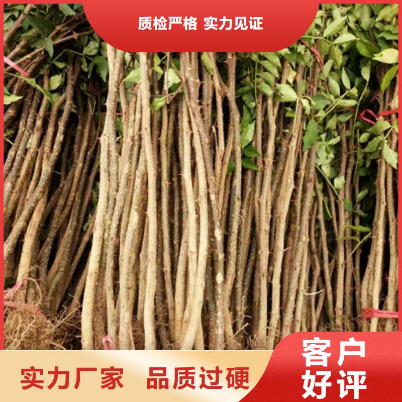 花椒苗板栗苗贴心服务
