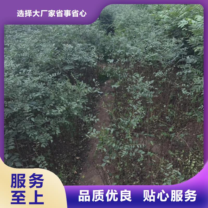1公分大红袍花椒苗大红袍花椒苗资讯