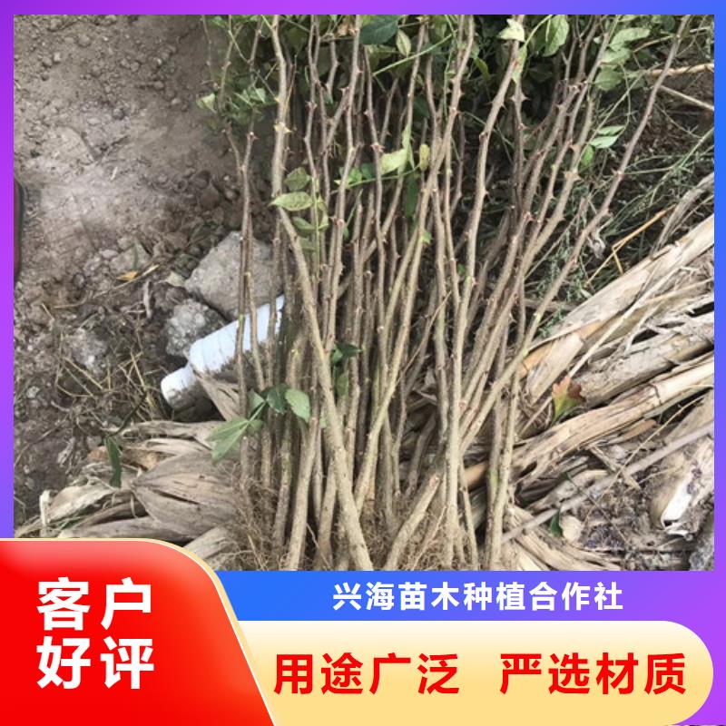 花椒苗,蓝莓苗常年供应