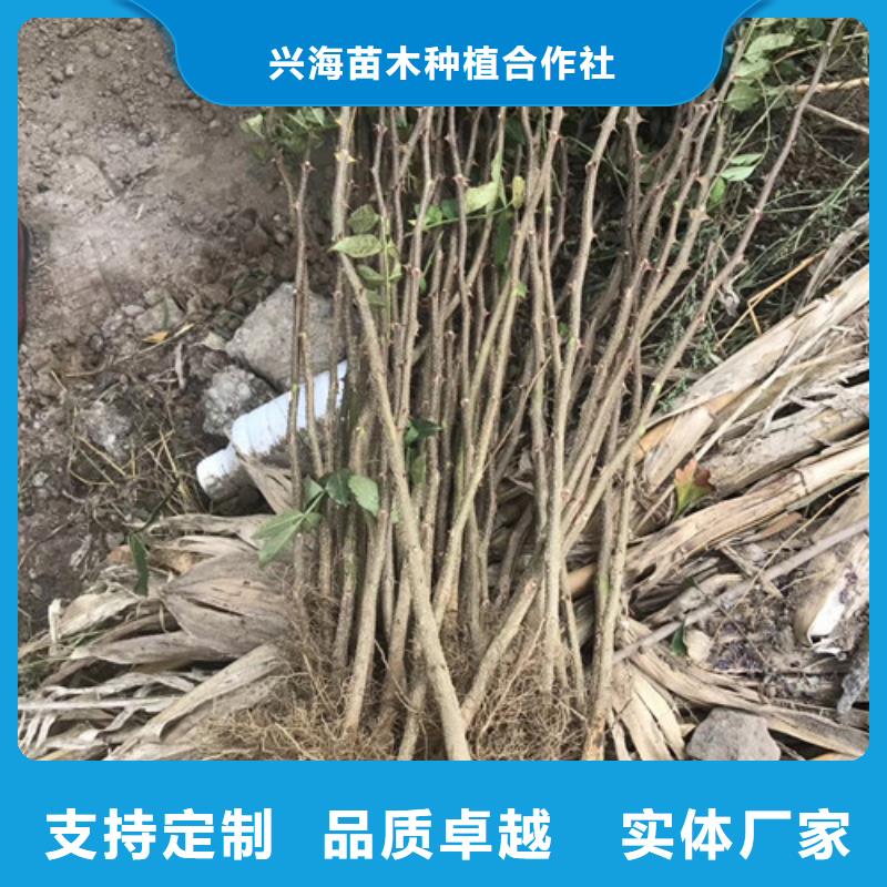 花椒苗板栗苗检验发货