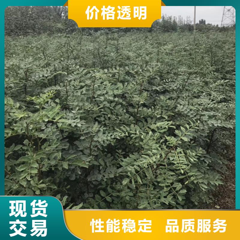 花椒苗梨树苗支持拿样