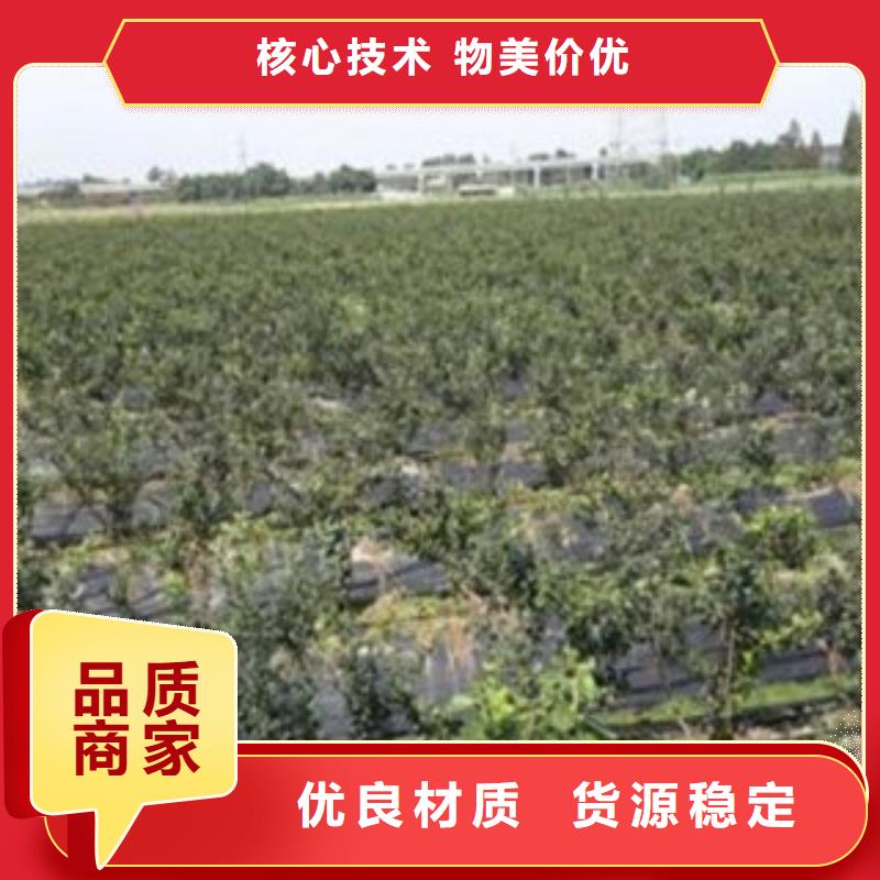 蓝莓苗梨树苗您想要的我们都有