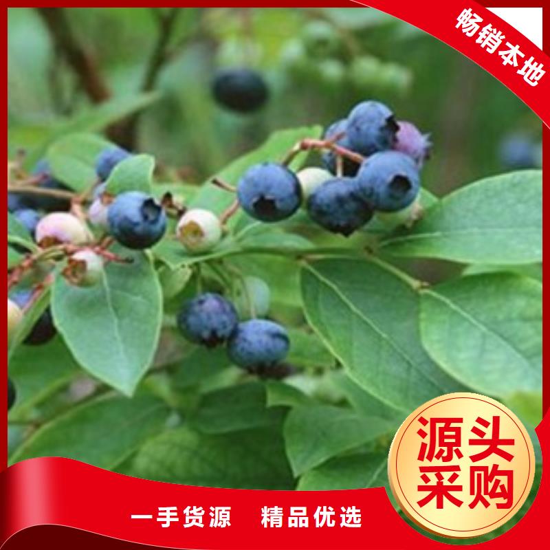 蓝莓苗花椒苗可零售可批发