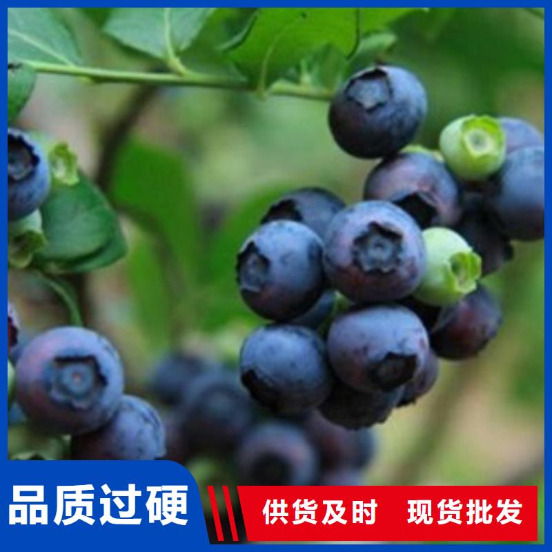 梯芙蓝蓝莓树苗哪里的品种纯