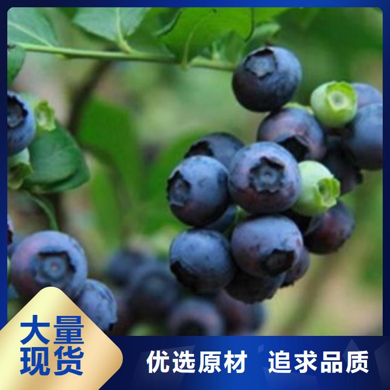 梯芙蓝蓝莓树苗哪里的品种纯