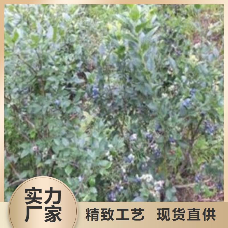 【蓝莓苗】核桃苗产品优势特点