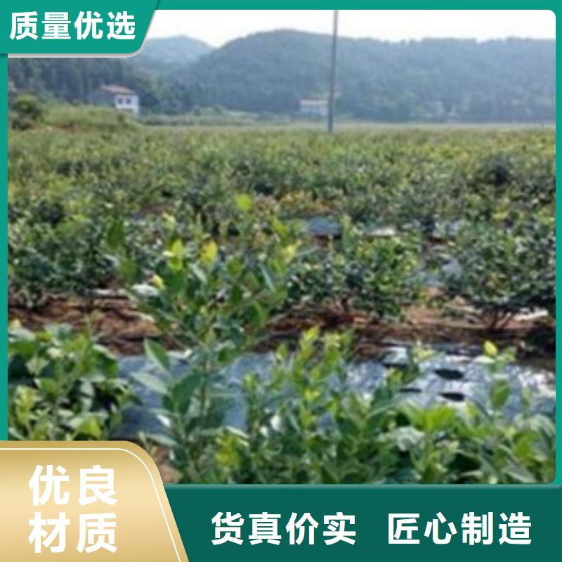 粉蓝蓝莓树苗生产基地