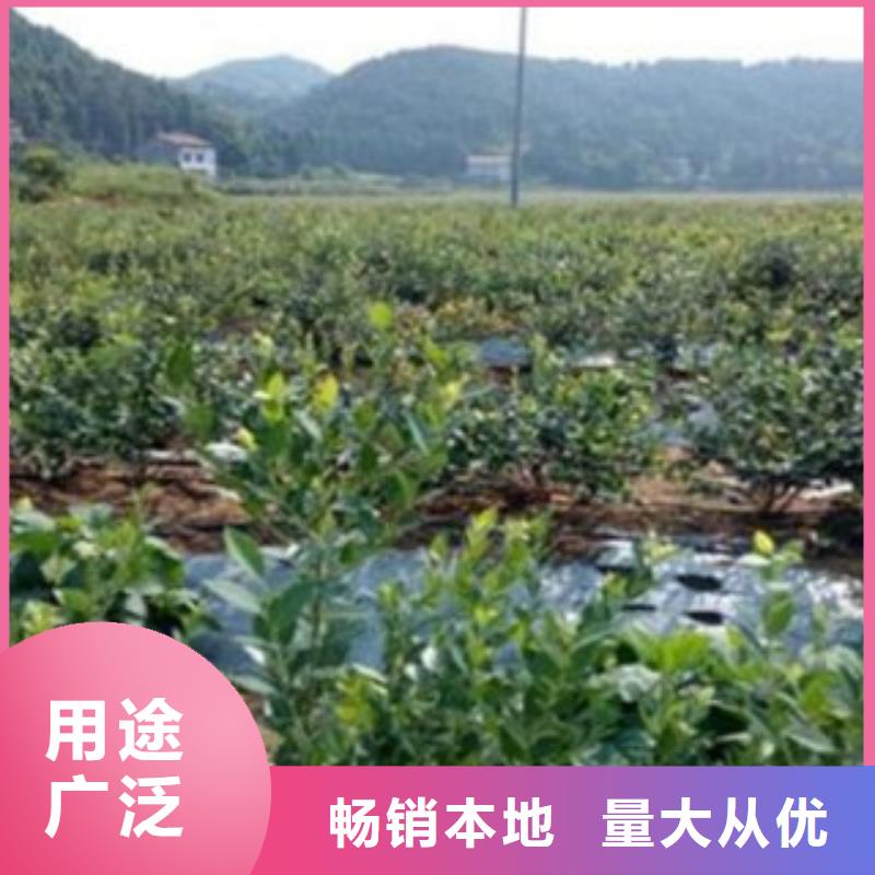 蓝莓苗-苹果苗精工细作品质优良