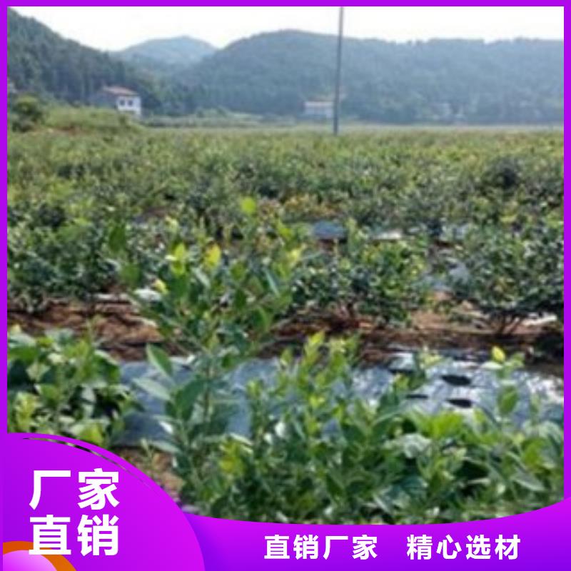 艾丽丝蓝蓝莓树苗亩产多少