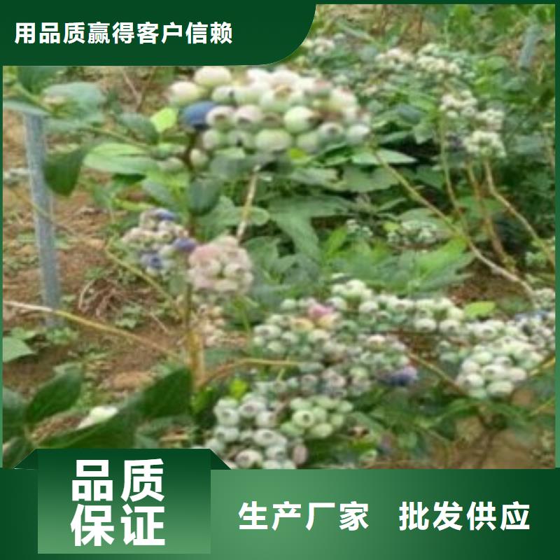 【蓝莓苗精选货源】