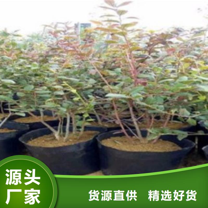粉蓝蓝莓树苗生产基地