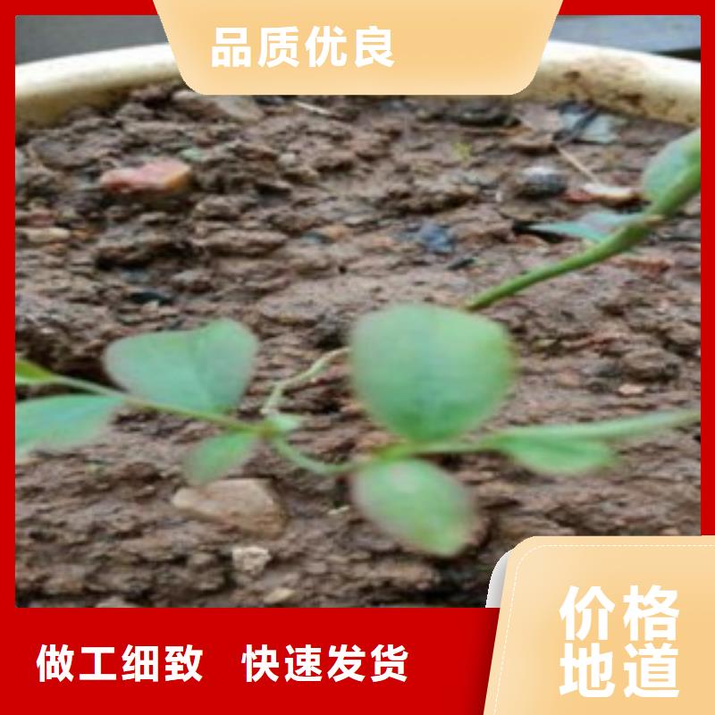 蓝莓苗桃树苗一站式供应