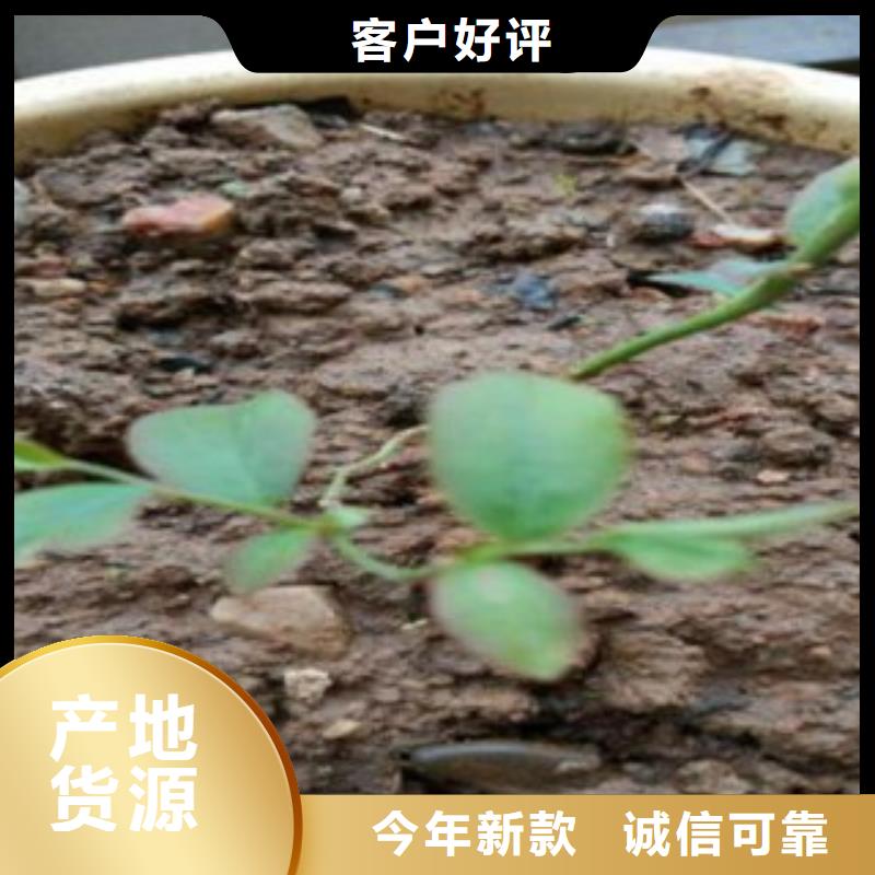【蓝莓苗精选货源】