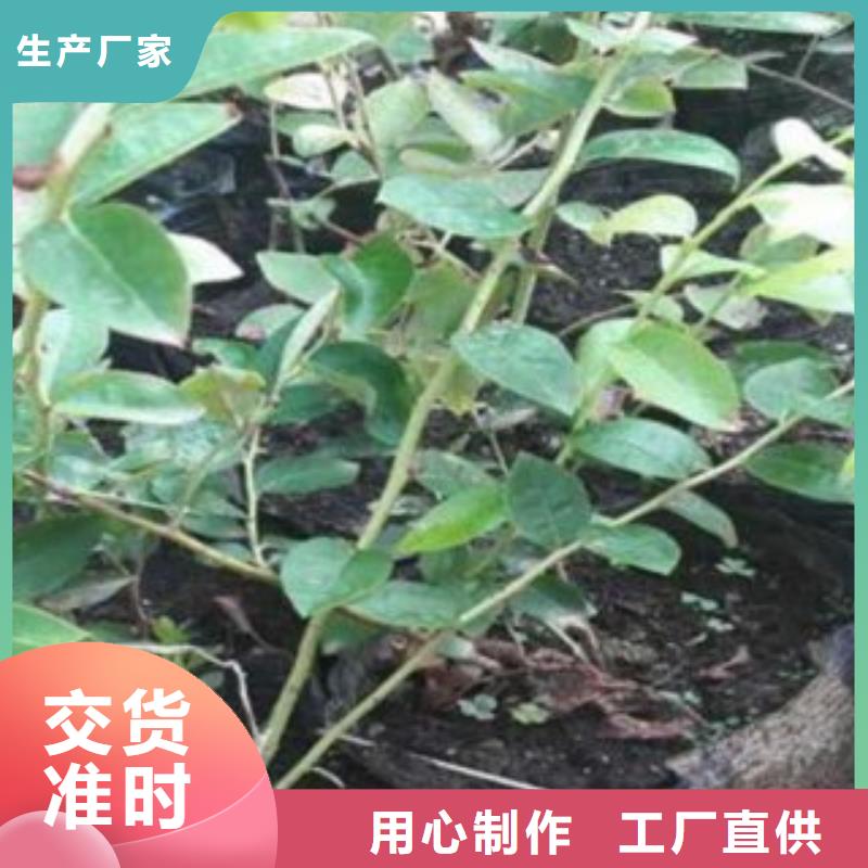 精华蓝莓树苗种植时间