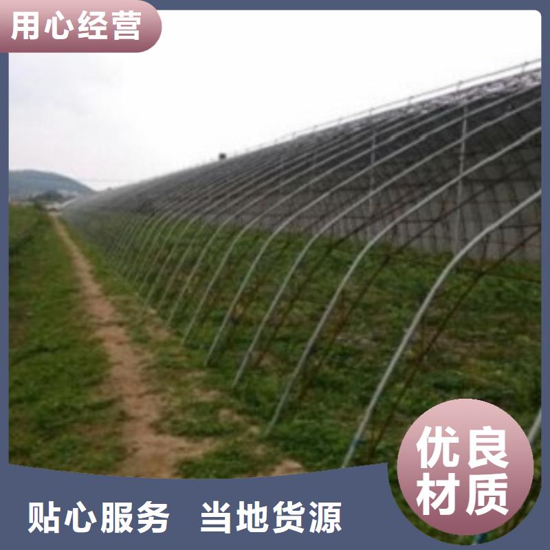 梯芙蓝蓝莓树苗哪里的品种纯