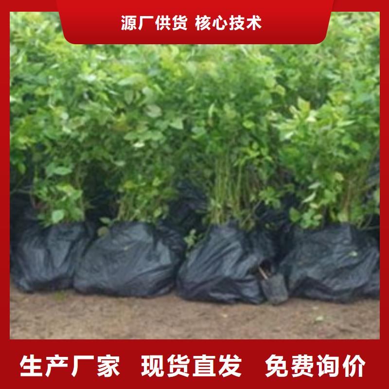 【蓝莓苗】核桃苗产品优势特点