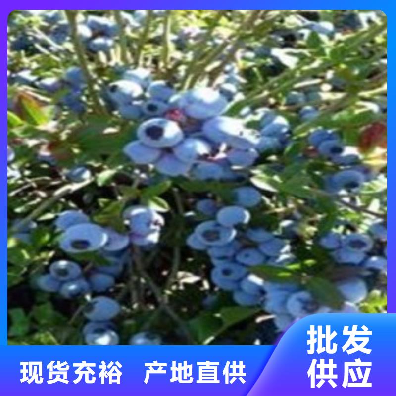蓝莓苗花椒苗可零售可批发