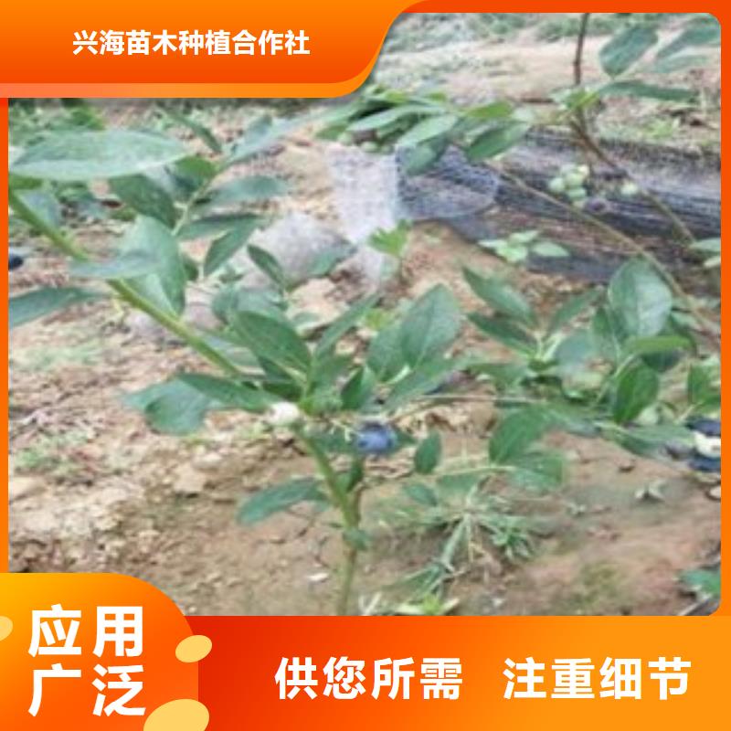 蓝莓苗花椒苗可零售可批发