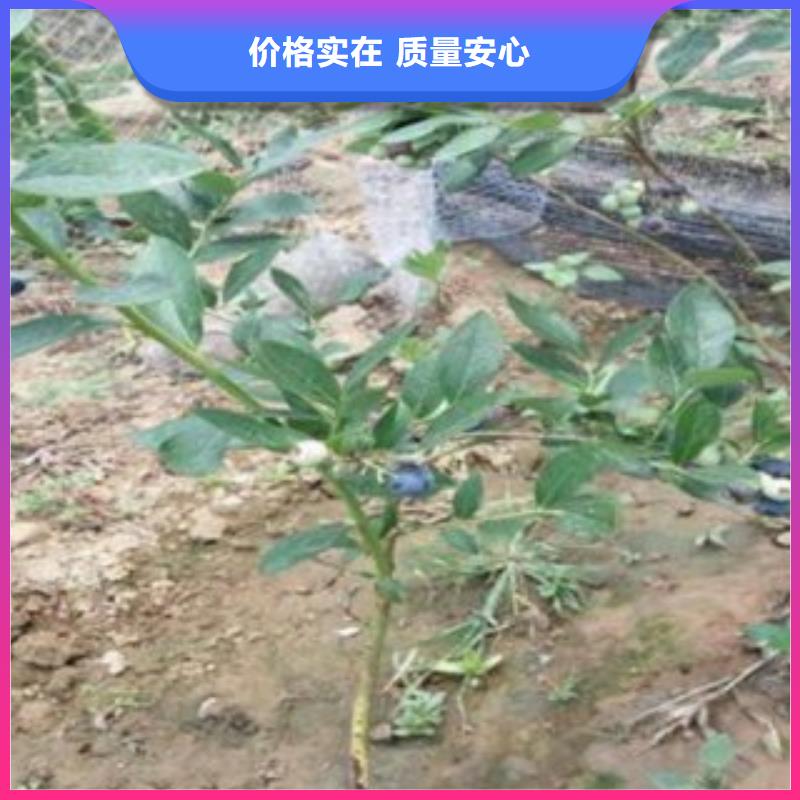 【蓝莓苗精选货源】