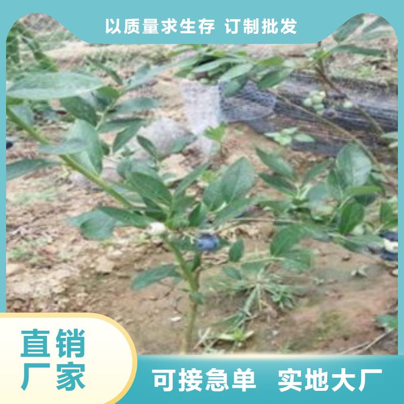 蓝莓苗梨树苗48小时发货