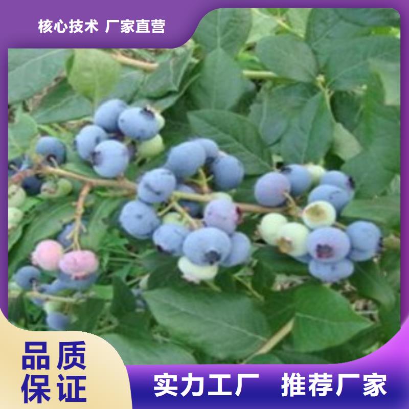莱格西蓝莓树苗求购